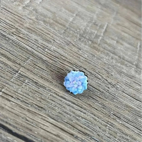 Light blue succulent stud earrings 15mm diameter sold in pairs made in South Africa